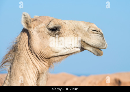 Dromadaire à Ras Mohammed National Park, Camelus dromedarius, Sinaï, Égypte Banque D'Images