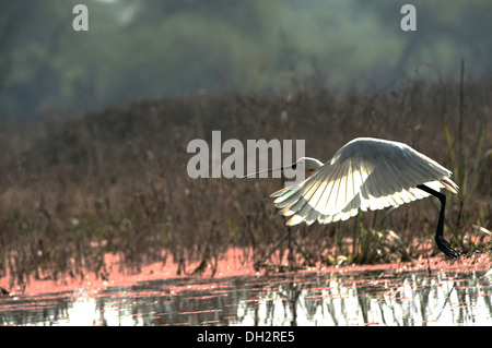 Spatule d'oiseaux de Bharatpur Asie Inde Rajasthan Banque D'Images