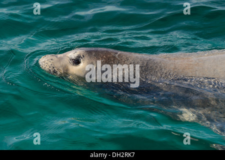 Phoque moine de la Méditerranée, Monachus monachus, Adria, Croatie Banque D'Images