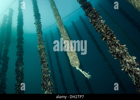 Shell ferme, Mytilus edulis, Piran, Istrie, Slovénie Banque D'Images