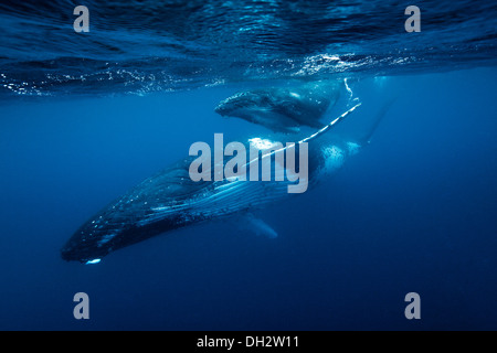 Baleine à bosse et son veau Banque D'Images