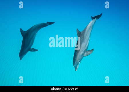 Grand dauphin, Tursiops truncatus, Caraïbes, Bahamas Banque D'Images