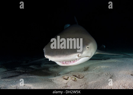 Le requin la nuit, Negaprion brevirostris, Caraïbes, Bahamas Banque D'Images