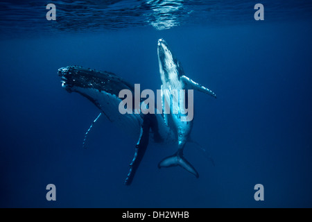 Baleine à bosse et son veau Banque D'Images