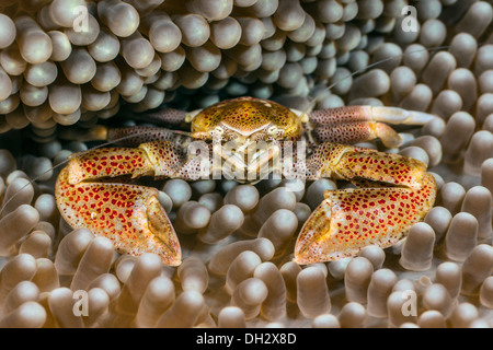 Crabe porcelaine Tapis en Anémone de mer, Neopetrolisthes maculatus, Alor Pantar, petites îles de l'archipel, moindre, l'Indonésie Banque D'Images