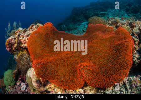 Tapis fluorescent, l'anémone Stichodactyla mertensii, Alor Pantar, petites îles de l'archipel, moindre, l'Indonésie Banque D'Images