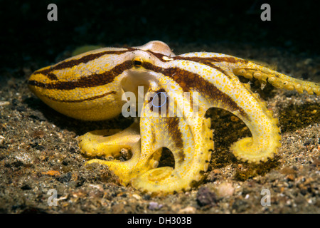 Octopus Octopus, poison Ocellate mototi, Détroit de Lembeh, au nord de Sulawesi, Indonésie Banque D'Images