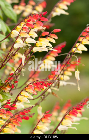 Détail de drapeau espagnol, Mina lobata, fleurs au début de l'automne. Banque D'Images