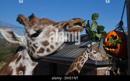 Londres, Royaume-Uni. 30 octobre 2013. Les Girafes (Giraffa camelopardalis) sont nourris à partir de citrouilles à leur boîtier. Les animaux à la célèbre ZSL London Zoo Obtenez un dîner d'inspiration Halloween à vous joindre aux festivités spooky. Photo : Nick Savage/Alamy Live News Banque D'Images