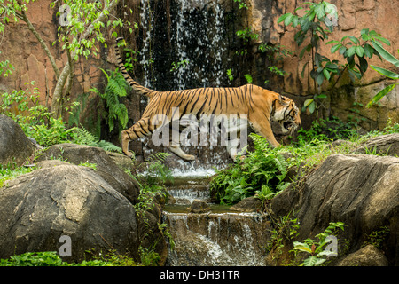 Le Tigre de Malaisie (Panthera tigris) dans un lac tropical et de cascades. Banque D'Images