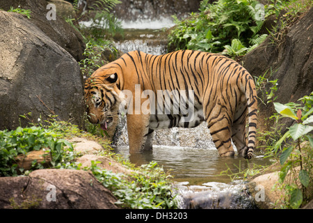 Le Tigre de Malaisie (Panthera tigris) dans un lac tropical et de cascades. Banque D'Images