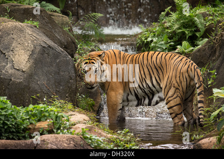 Le Tigre de Malaisie (Panthera tigris) dans un lac tropical et de cascades. Banque D'Images