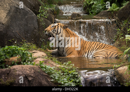 Le Tigre de Malaisie (Panthera tigris) dans un lac tropical et de cascades. Banque D'Images