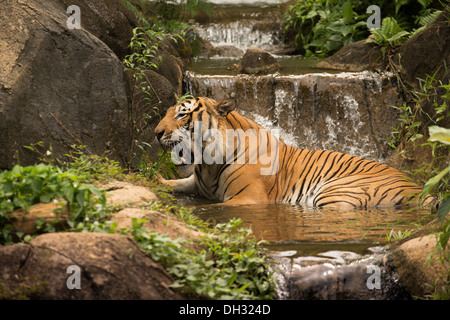 Le Tigre de Malaisie (Panthera tigris) dans un lac tropical et de cascades. Banque D'Images