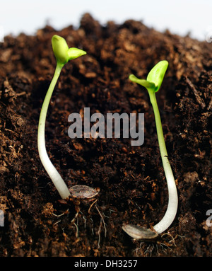 De plus en plus de jeunes plants dans le sol. Banque D'Images