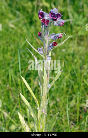 Cynoglossum officinale, Houndstongue Banque D'Images