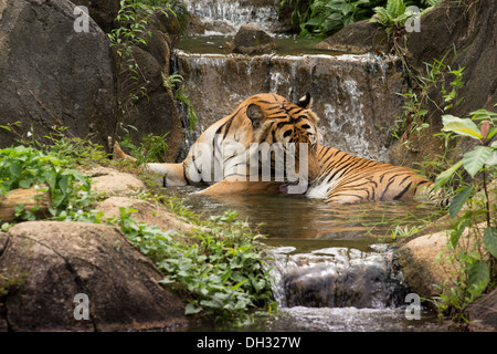 Le Tigre de Malaisie (Panthera tigris) dans un lac tropical et de cascades. Banque D'Images