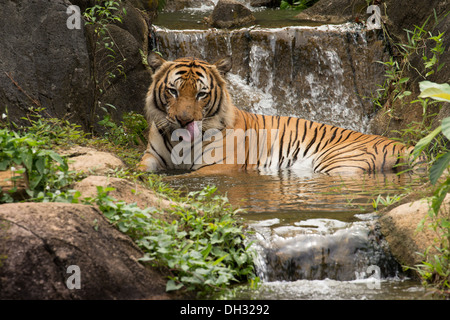 Le Tigre de Malaisie (Panthera tigris) dans un lac tropical et de cascades. Banque D'Images