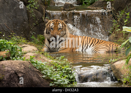 Le Tigre de Malaisie (Panthera tigris) dans un lac tropical et de cascades. Banque D'Images