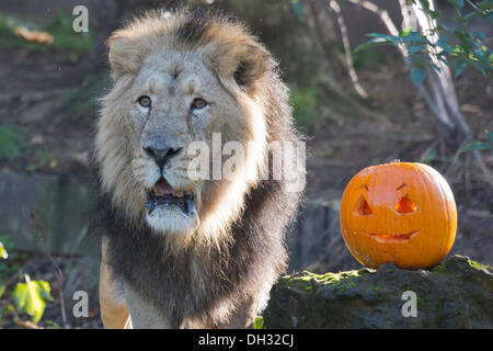 Londres, Royaume-Uni. 30 octobre 2013. Lucifer le Lion inspecte les citrouilles aspergé de sang à son boîtier. Les animaux à la célèbre ZSL London Zoo Obtenez un dîner d'inspiration Halloween à vous joindre aux festivités spooky. Photo : Nick Savage/Alamy Live News Banque D'Images