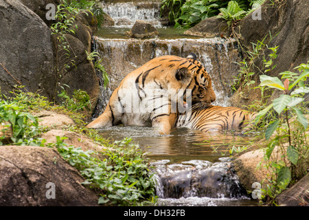 Le Tigre de Malaisie (Panthera tigris) dans un lac tropical et de cascades. Banque D'Images