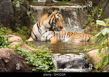 Le Tigre de Malaisie (Panthera tigris) dans un lac tropical et de cascades. Banque D'Images