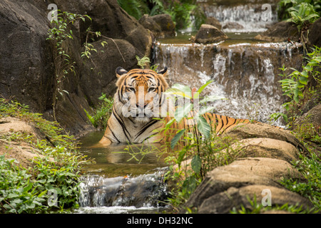 Le Tigre de Malaisie (Panthera tigris) dans un lac tropical et de cascades. Banque D'Images