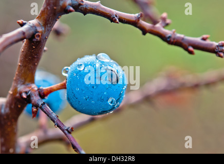 Gouttes d'eau sur prunellier Banque D'Images