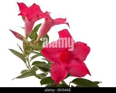 Mandevilla rose fleurs allamanda isolé sur fond blanc Banque D'Images