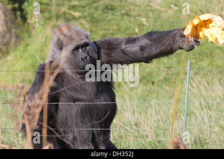 Londres, Royaume-Uni. 30 octobre 2013. Gorilla Effie est alimenté à partir de citrouilles dans son boîtier. Les animaux à la célèbre ZSL London Zoo Obtenez un dîner d'inspiration Halloween à vous joindre aux festivités spooky. Photo : Nick Savage/Alamy Live News Banque D'Images