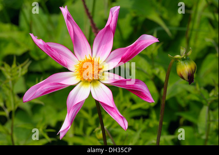 Dahlia, variété Marie Schnugg Banque D'Images