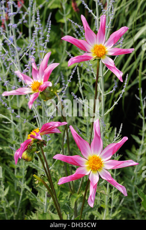 Dahlia, variété Marie Schnugg Banque D'Images