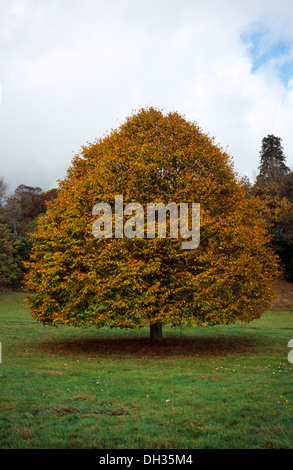 Feuillus tilleul, Tilia platyphyllos, au feuillage de l'automne. Pays de Galles, Gwent, Monmouth. Banque D'Images