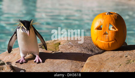 Londres, Royaume-Uni. 30 octobre 2013. Un petit pingouin gorfou sauteur (Eudyptes chrysocome) rencontre une citrouille dans son boîtier. Les animaux à la célèbre ZSL London Zoo Obtenez un dîner d'inspiration Halloween à vous joindre aux festivités spooky. Photo : Nick Savage/Alamy Live News Banque D'Images