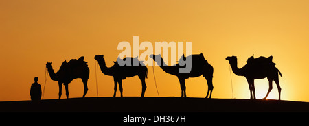 Silhouette de quatre chameaux standing in a row at sunset, Jaisalmer, Rajasthan, India Banque D'Images