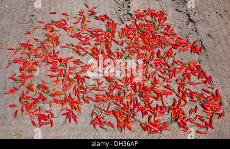 Chili, Capsicum, annuumLaos Red Chili Peppers mis à sécher sur des nattes tissées dans village sur le Mékong. Laos, Banque D'Images