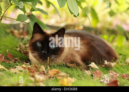 Le beau brun chat, Siamois, avec les yeux bleu-vert se trouve dans une herbe verte et des feuilles Banque D'Images