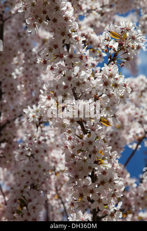 Apple Tree, Malus domestica. Les branches avec des masses, des fleurs blanches. L'Angleterre, West Sussex, Chichester. Banque D'Images