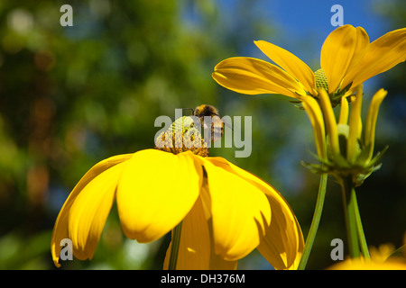 Cutleaf coneflower, Rudbeckia laciniata Herbstsonne. Bourdon sur vert cône central de fleurs jaunes. Banque D'Images
