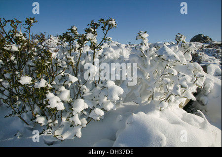 Par temps neigeux Haytor, Dartmoor National Park, Devon, Grande Bretagne. Banque D'Images