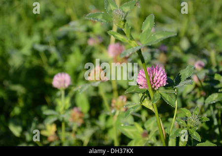 Trèfle Banque D'Images