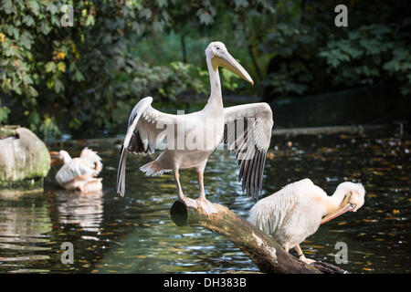 Great White Pelican, Pelkecanus Onocrotalus Banque D'Images