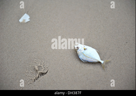 Des poissons morts sur une plage Banque D'Images