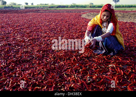 Rajasthani woman indien piment rouge séchage Jodhpur Rajasthan Inde - Modèle de presse #  786 - msa 183766 Banque D'Images