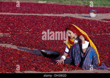 Rajasthani indien femme travaillant la collecte de piment rouge séché Jodhpur Rajasthan Inde M.# 786 Banque D'Images