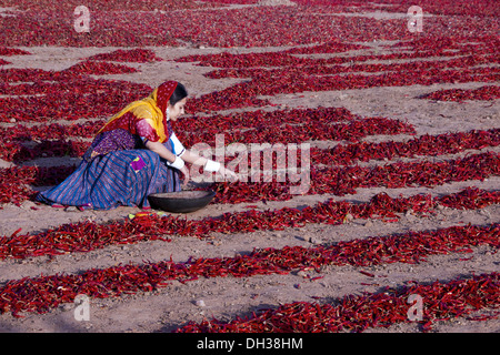 Rajasthani indien femme travaillant la collecte de piment rouge séché Jodhpur Rajasthan Inde M.# 786 Banque D'Images