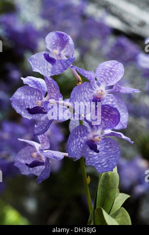 Orchidée vanda bleu, avec pétales bleu pâle marqués avec damier au 2011 Orchid Festival à Chiang Mai, Thaïlande. Banque D'Images