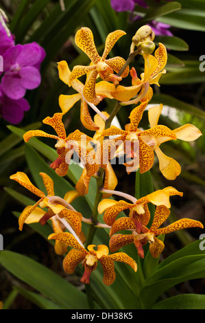 Orchid, orchidée araignée avec orange pétales tachetés de brun à l'édition 2011 du Festival d'orchidées à Chiang Mai, Thaïlande. Banque D'Images