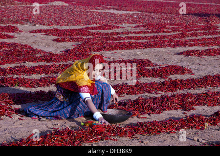 Rajasthani indien femme travaillant la collecte de piments rouges séchés Jodhpur Rajasthan Inde M.# 786 Banque D'Images