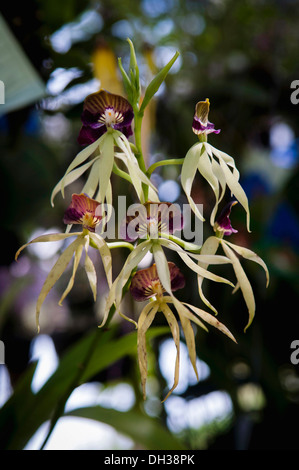 Cockleshell Orchid orchid avec rayures violet foncé labelle formant un capuchon avec comme l'enveloppe d'apparition à l'Orchid 2011 Banque D'Images